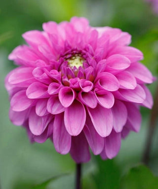Dalia Decorativa Blue Bell