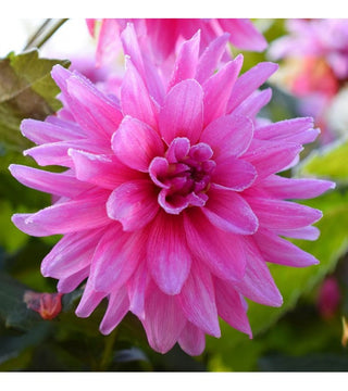 Dalia Decorativa Bluesette