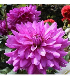 Dalia Decorativa Bluetifull
