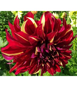 Dalia Decorativa Bohemian Spartacus