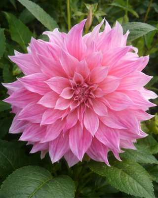 DALIA DECORATIVA CAFE AU LAIT ROSE