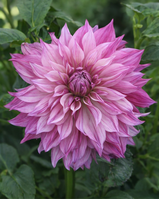 DALIA DECORATIVA CAFE AU LAIT ROYAL