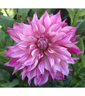 Dalia Decorativa Cafè Au Lait Royal