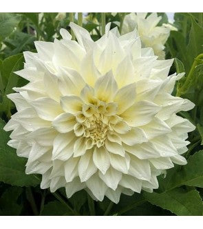 Dalia Decorativa Cafè Au Lait Supreme
