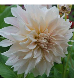 Dalia Decorativa Cafe Au Lait