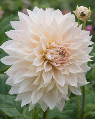 DALIA DECORATIVA CAFE AU LAIT