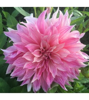 Dalia Decorativa Caffe' Au Lait Rose