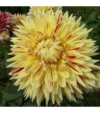 Dalia Decorativa Cambridge