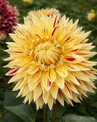 DALIA DECORATIVA CAMBRIDGE
