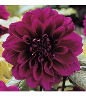 Dalia Decorativa Cinderella