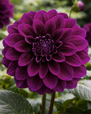 DALIA DECORATIVA CINDERELLA