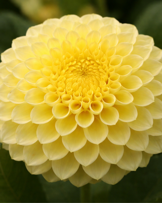 DALIA POMPON DEEPEST YELLOW