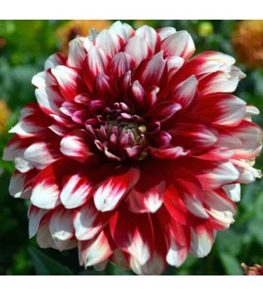 Dalia Decorativa Duet