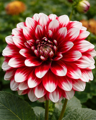 DALIA DECORATIVA DUET