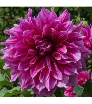 Dalia Decorativa Emory Paul