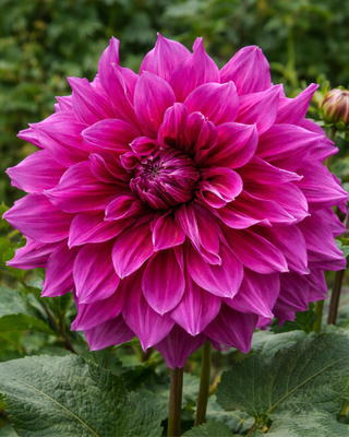 DALIA DECORATIVA EMORY PAUL