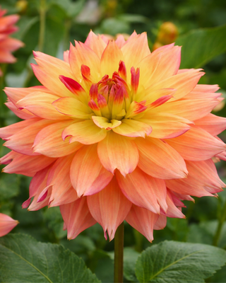 DALIA DECORATIVA ESTIMATE