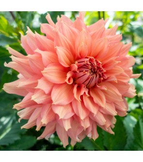 Dalia Decorativa Fairway Spur