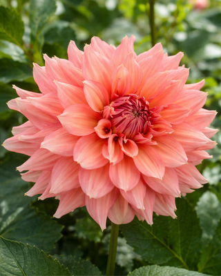 DALIA DECORATIVA FAIRWAY SPUR