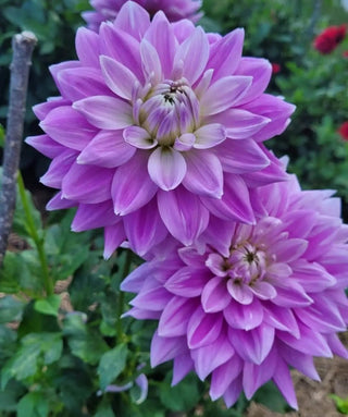 Dalia Decorativa Ferncliff Inspiration