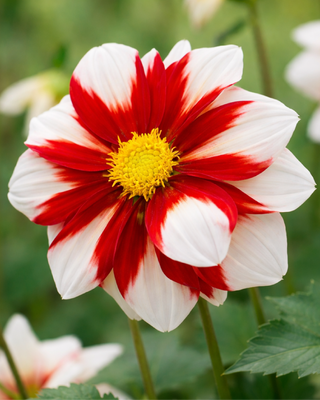 DALIA DECORATIVA FIRE AND ICE