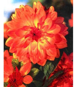Dalia Decorativa Georges Clenet