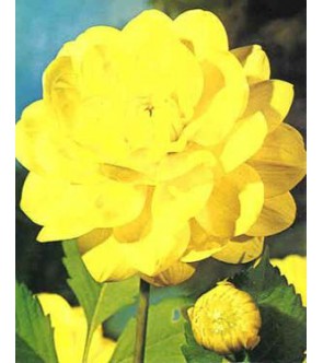 Dalia Decorativa Glorie V. Heemstede