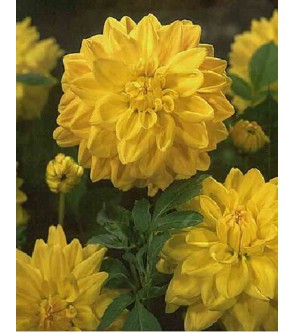 Dalia Decorativa Golden Emblem
