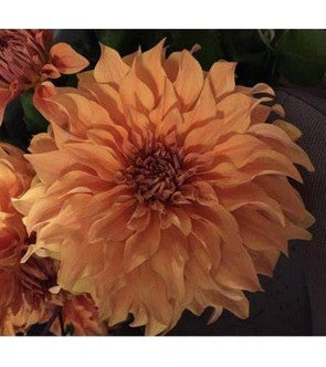 Dalia Decorativa Great Hercules