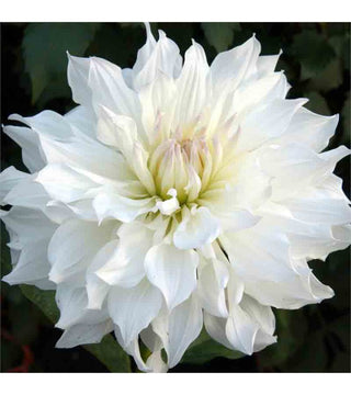 Dalia Decorativa Hakuyou