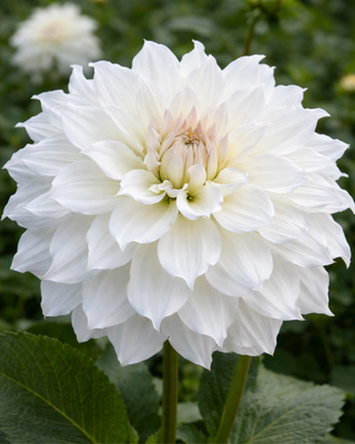 DALIA DECORATIVA HAKUYOU