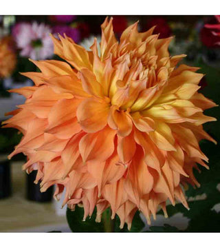 Dalia Decorativa Hart's Dr. McMurray