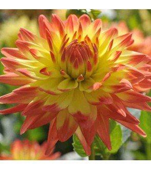 Dalia Decorativa Isadora