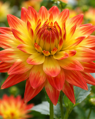 DALIA DECORATIVA ISADORA