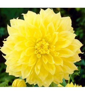 Dalia Decorativa Kelvin Floodlight