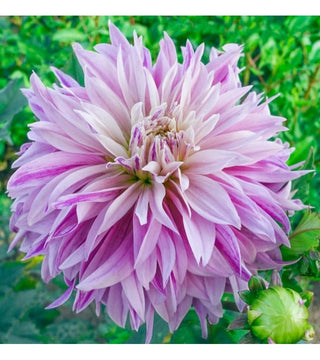 Dalia Decorativa Labyrinth Twotone