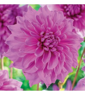 Dalia Decorativa Lavender Perfection