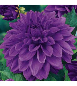 Dalia Decorativa Lilac Time