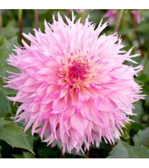 Dalia Decorativa Miracle Princess