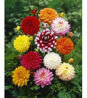 DALIA DECORATIVA MISCUGLIO