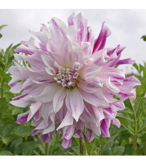 Dalia Decorativa Mom's Special