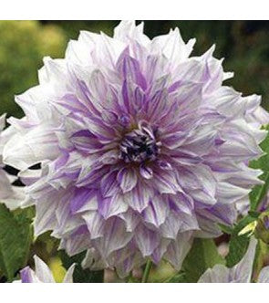 Dalia Decorativa Mom's Special
