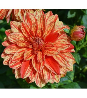 Dalia Decorativa Neo