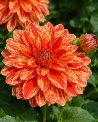 DALIA DECORATIVA NEO