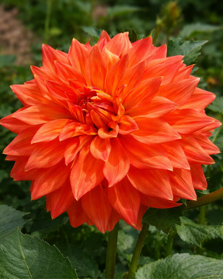 DALIA DECORATIVA NEON SPLENDOUR