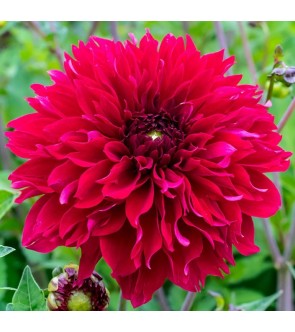 Dalia Fimbriata Red Fubuki