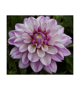 Dalia Decorativa Seduction