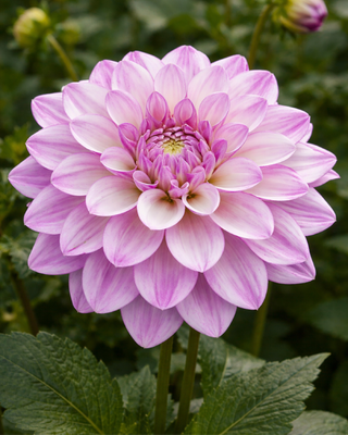 DALIA DECORATIVA SEDUCTION