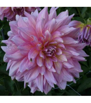 Dalia Decorativa Strawberry Ice