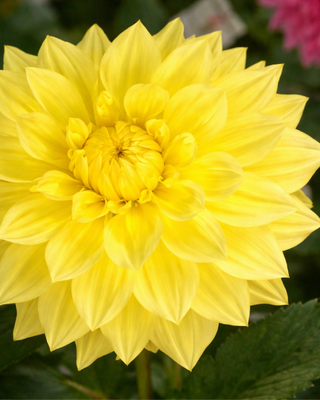DALIA DECORATIVA WANDA’S CAPPELLA